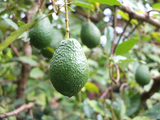 Avocado growing on tree