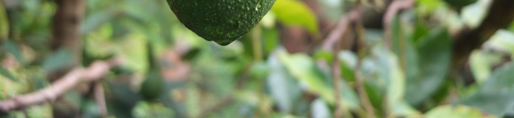 Avocado growing on tree
