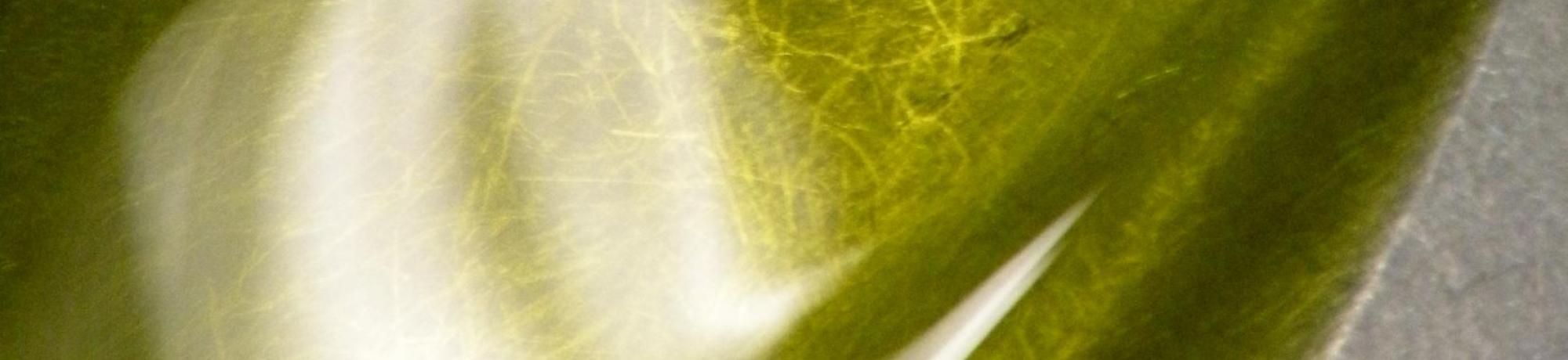 Avocado Oil