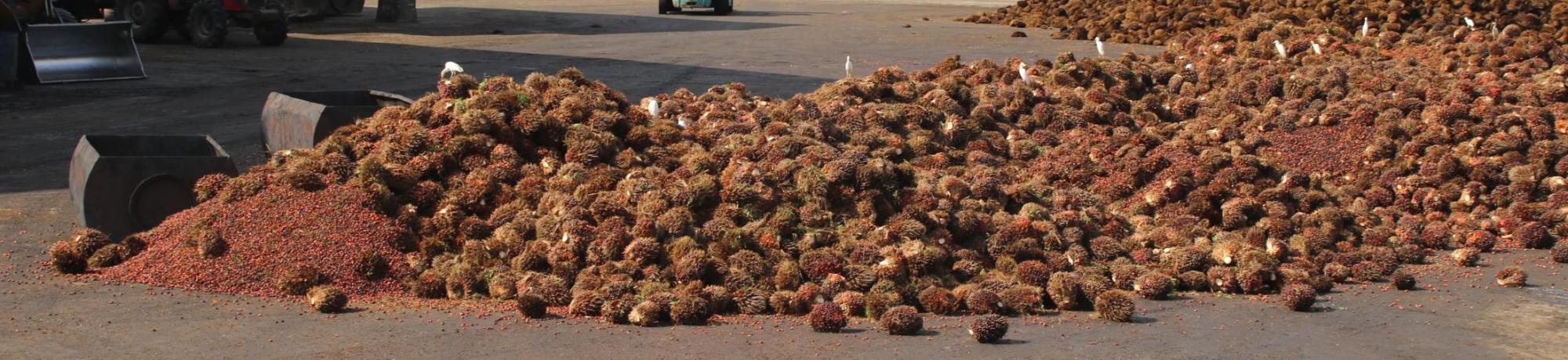 palm oil processing plant with fruit on ground in Cote d'Ivoire, Africa