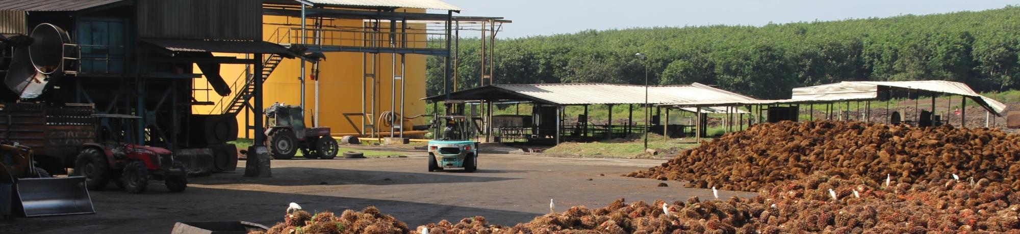 palm oil processing plant with fruit on ground in Cote d'Ivoire, Africa