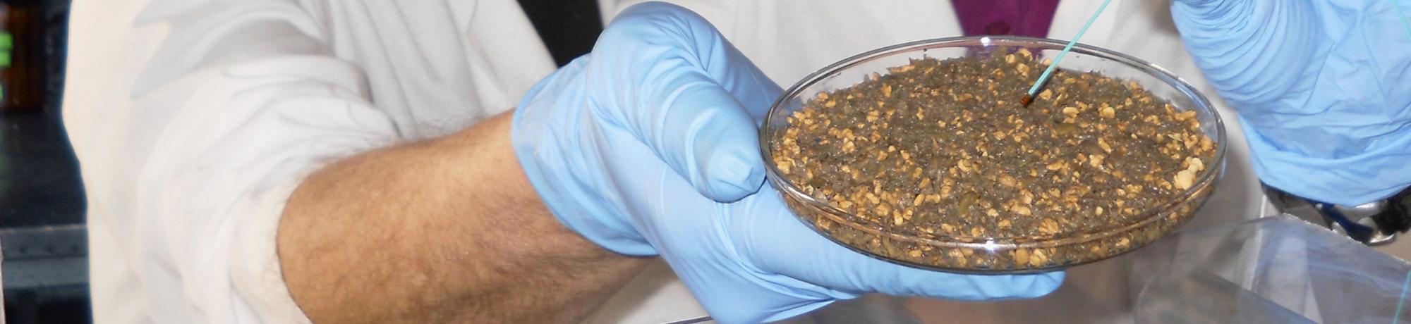 Photo of 2 scientists holding media plate of olive pomace, by Rebecca Milczarek & Carl Olsen, USDA Agricultural Research Service