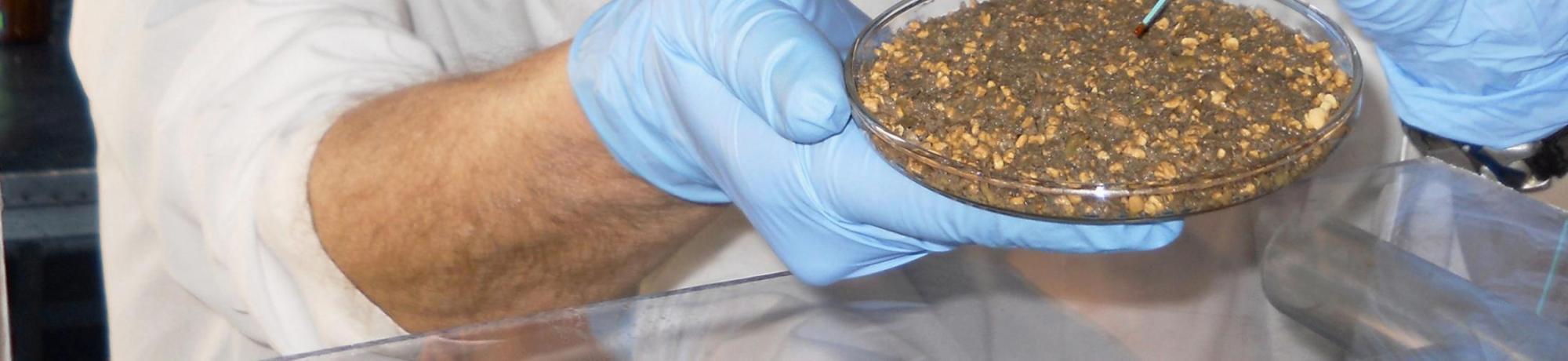 Photo of 2 scientists holding media plate of olive pomace, by Rebecca Milczarek & Carl Olsen, USDA Agricultural Research Service