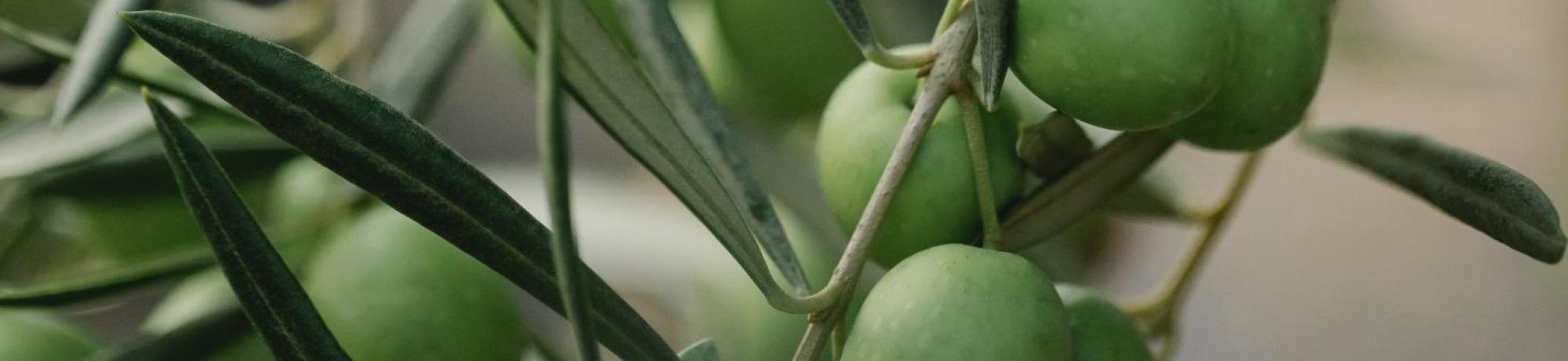 Branch with green olives on farm in daylight, by Gary Barnes on Pexels
