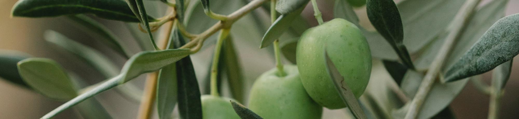 Branch with green olives on farm in daylight, by Gary Barnes on Pexels